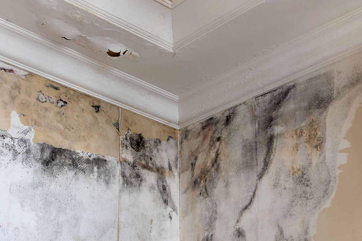 Environmental health mould in Council House